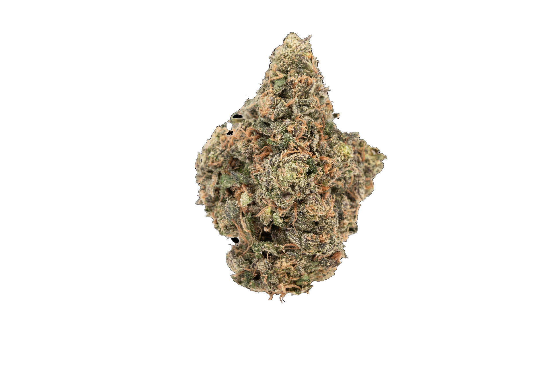 watermelon-starburst-hybrid-strain